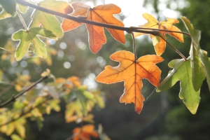 field maple brand with autumn leaves